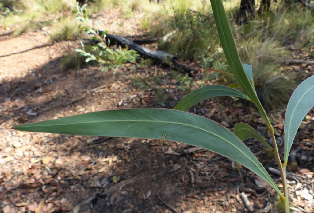Acacia rubida (hero image)
