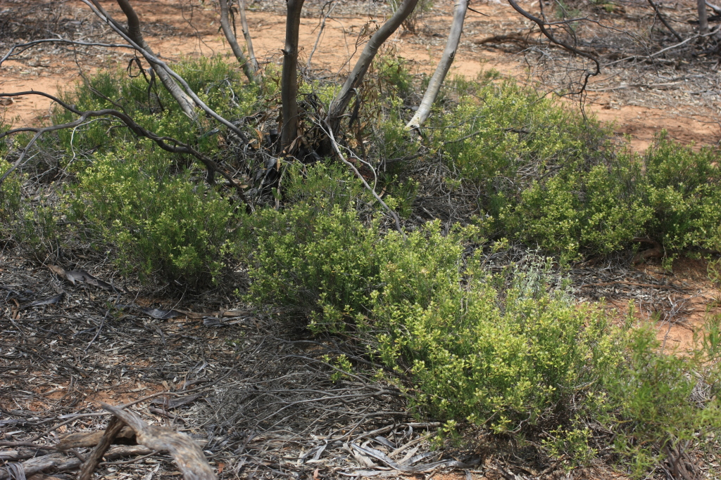 Lepidium leptopetalum (hero image)