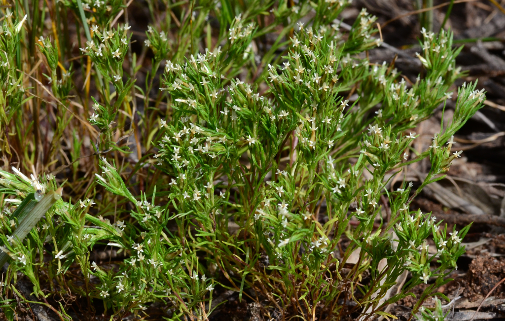 Rhodanthe pygmaea (hero image)