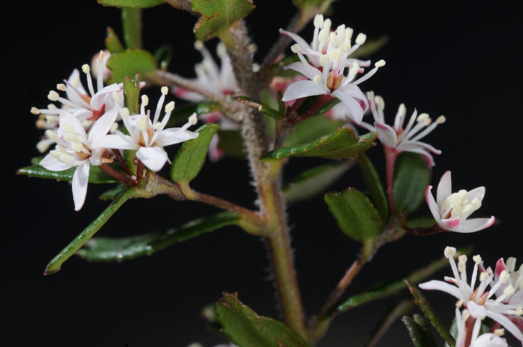 Leionema bilobum subsp. bilobum (hero image)