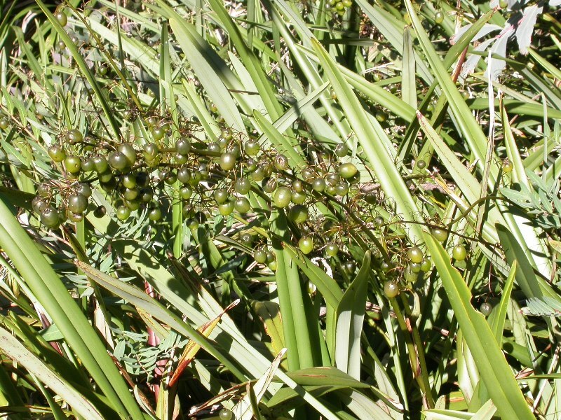 Dianella sp. aff. tasmanica (Snowfields) (hero image)