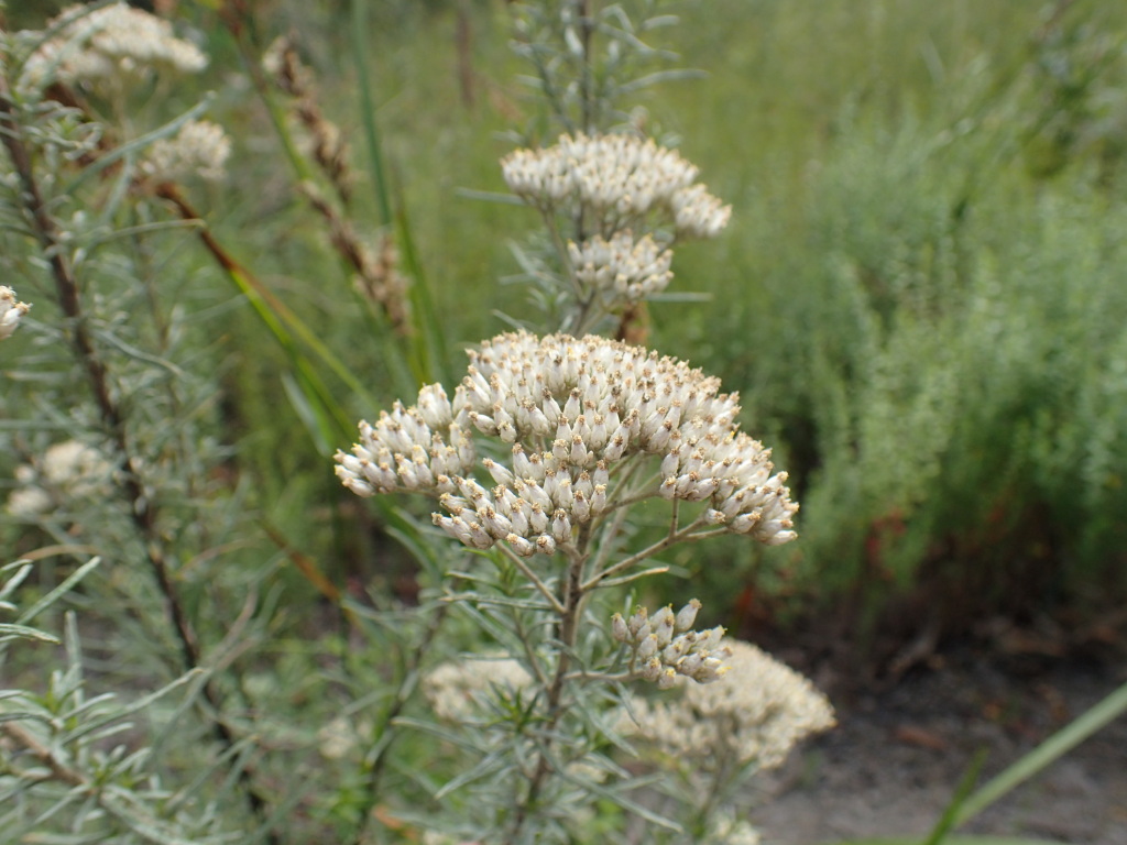 Cassinia maritima (hero image)