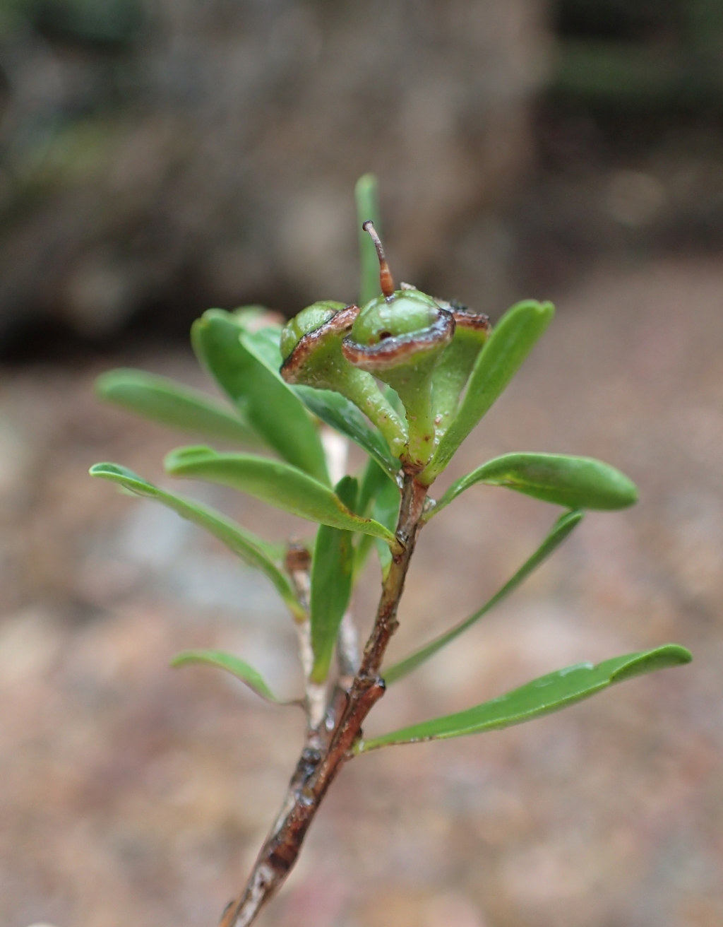 Leptospermum emarginatum (hero image)