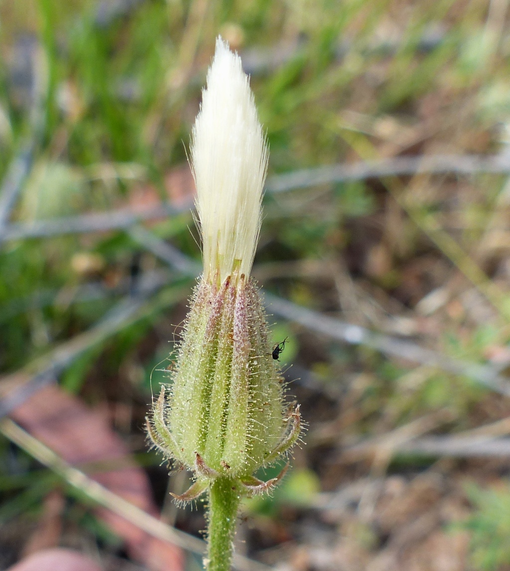 Crepis foetida (hero image)