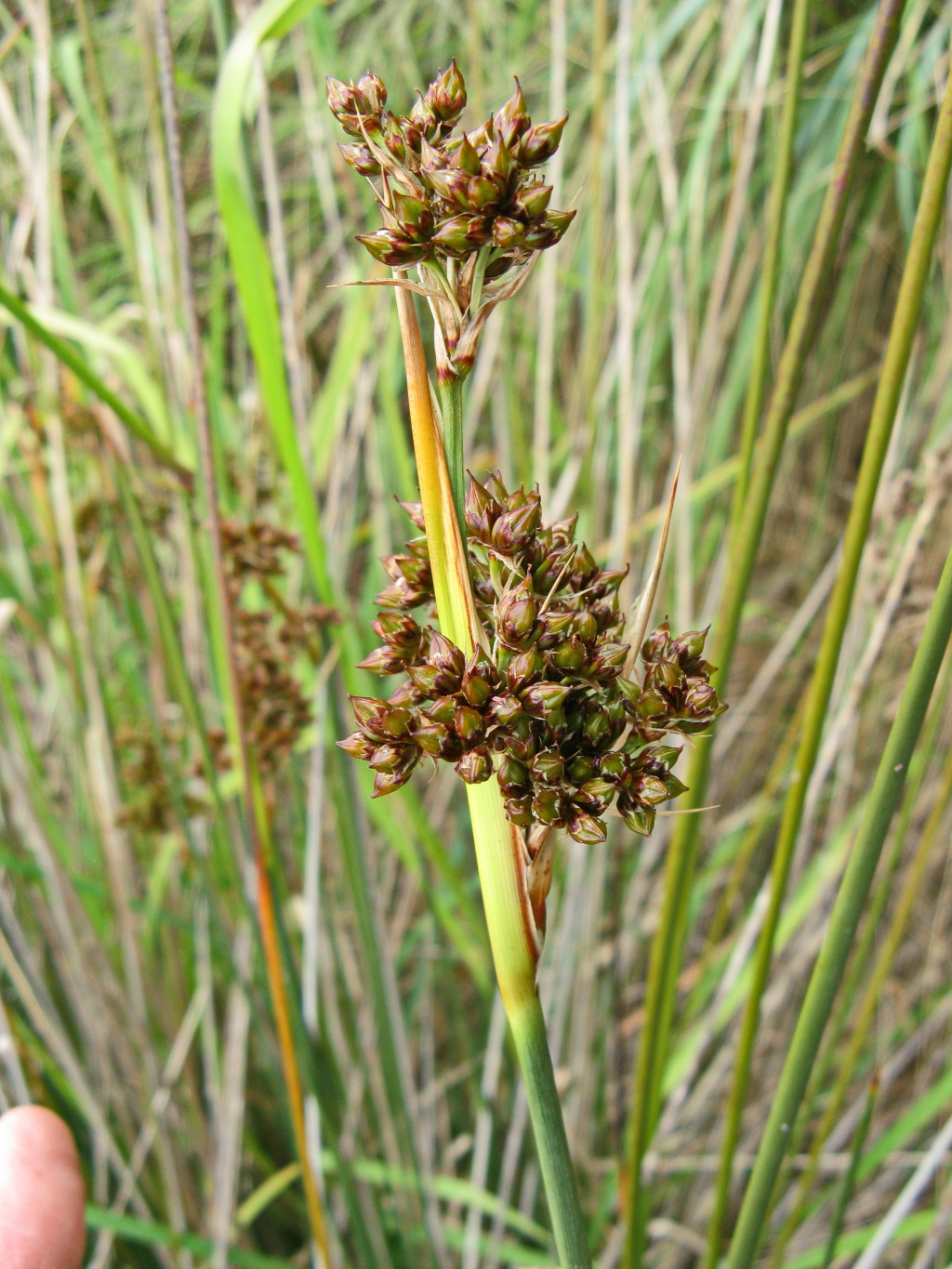 Juncus acutus (hero image)