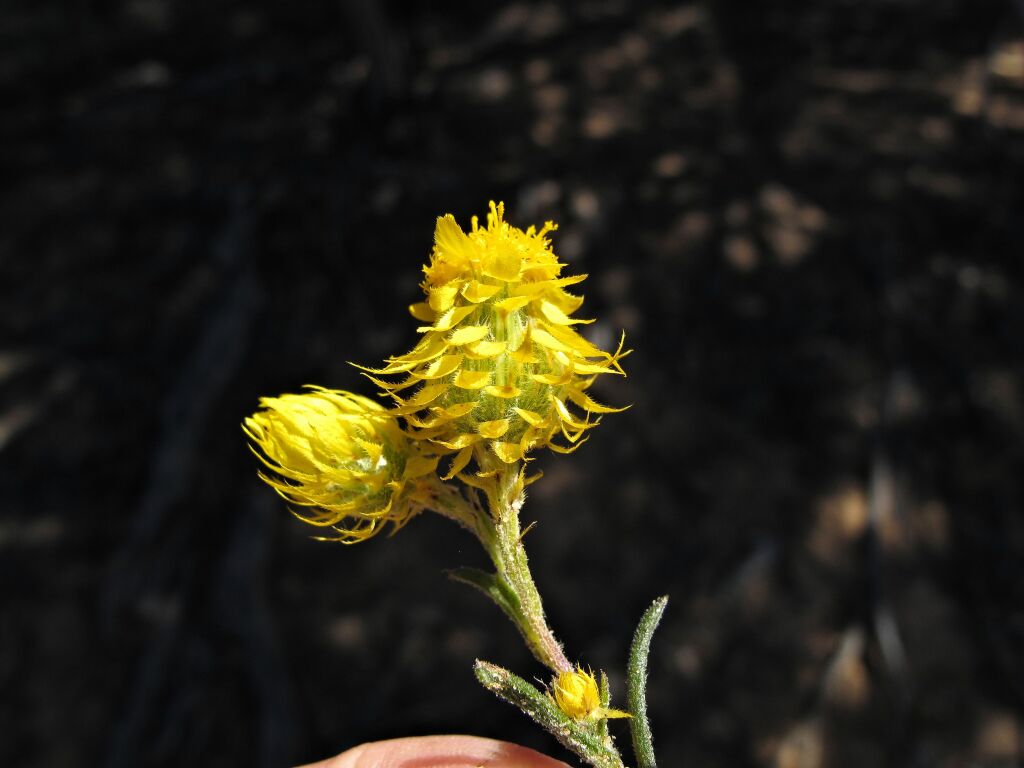 Waitzia acuminata (hero image)