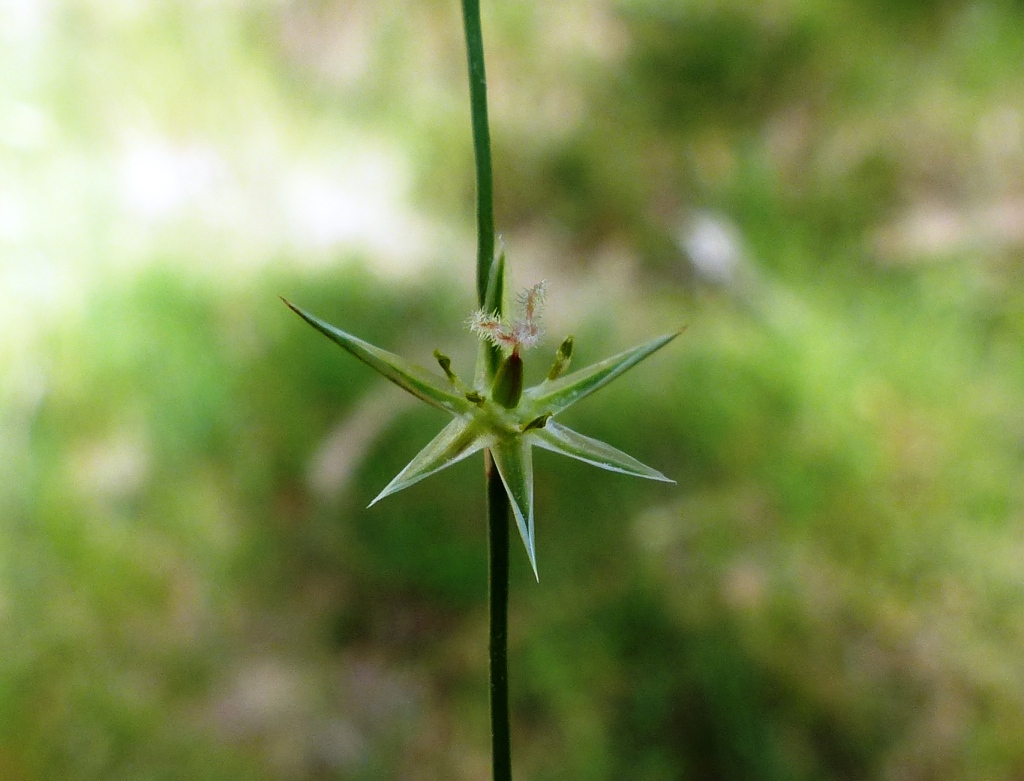 Juncus bufonius (hero image)