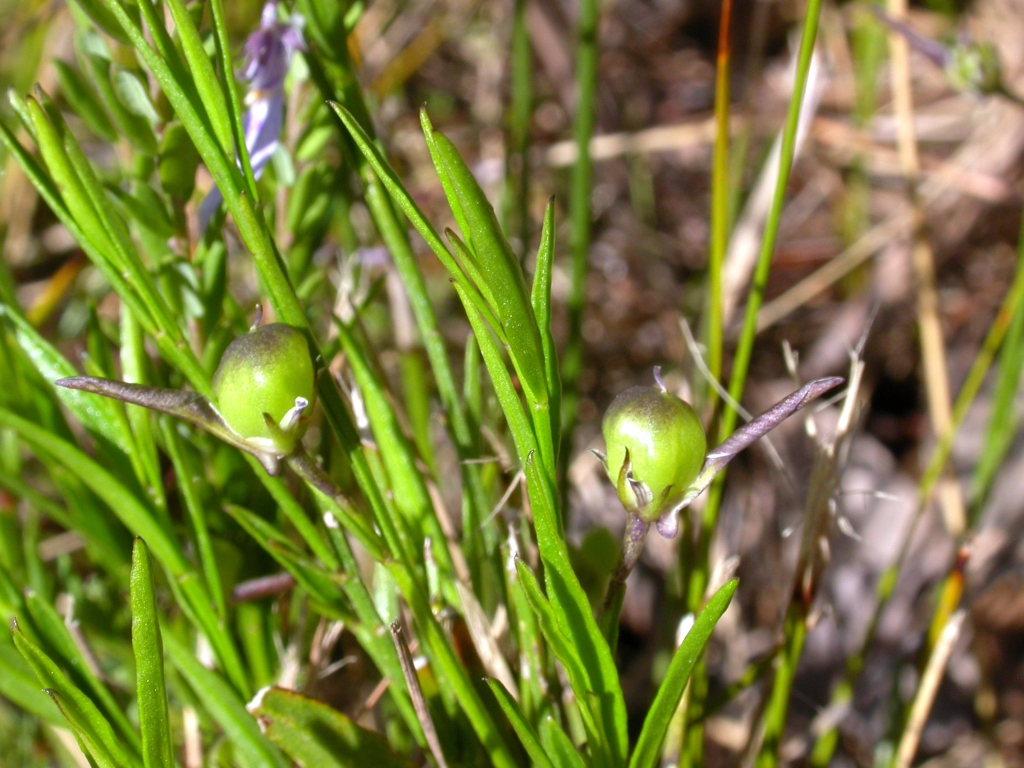 Pigea vernonii (hero image)