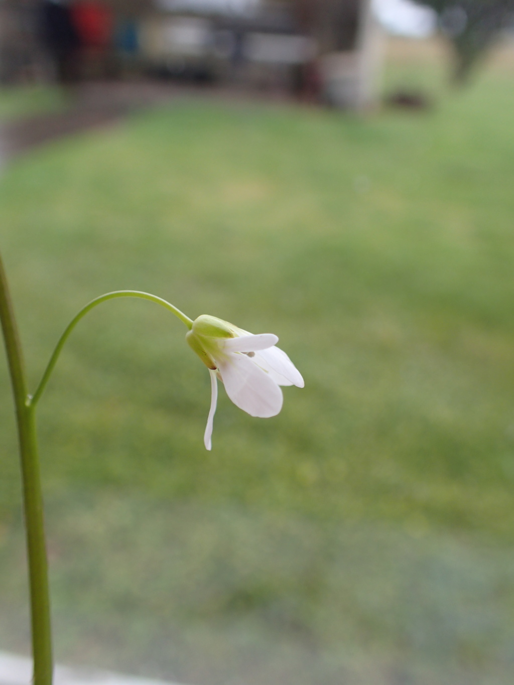 Cardamine tenuifolia (hero image)