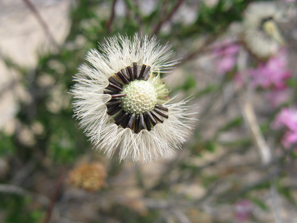 Olearia ciliata (hero image)