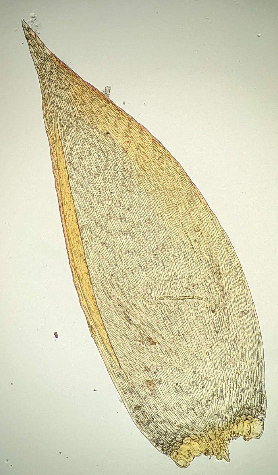 Sematophyllum subpinnatum (hero image)