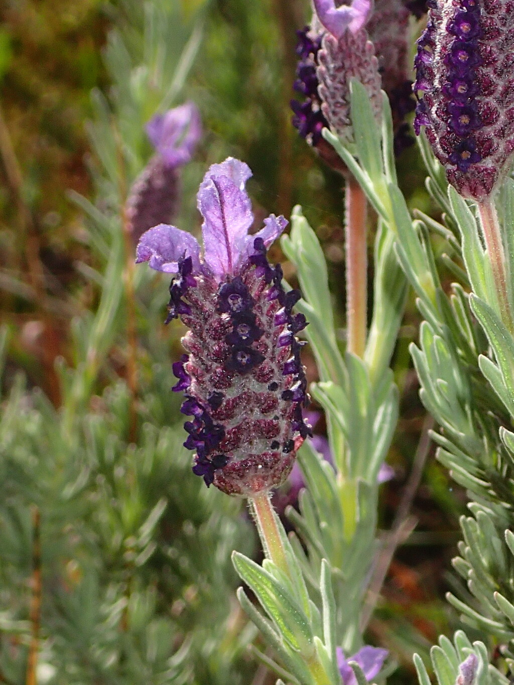Lavandula (hero image)