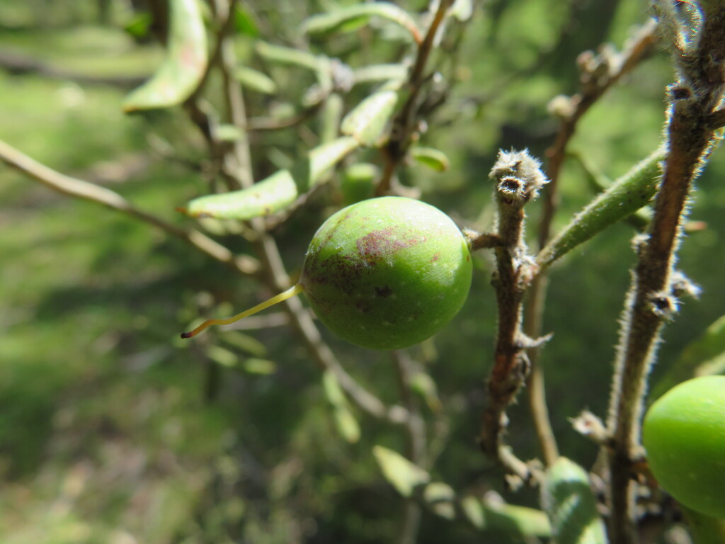 Persoonia rigida (hero image)