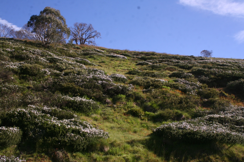 Prostanthera cuneata (hero image)