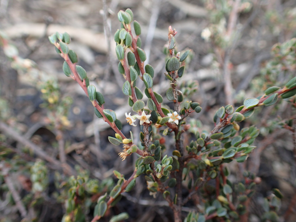 Monotoca rotundifolia (hero image)