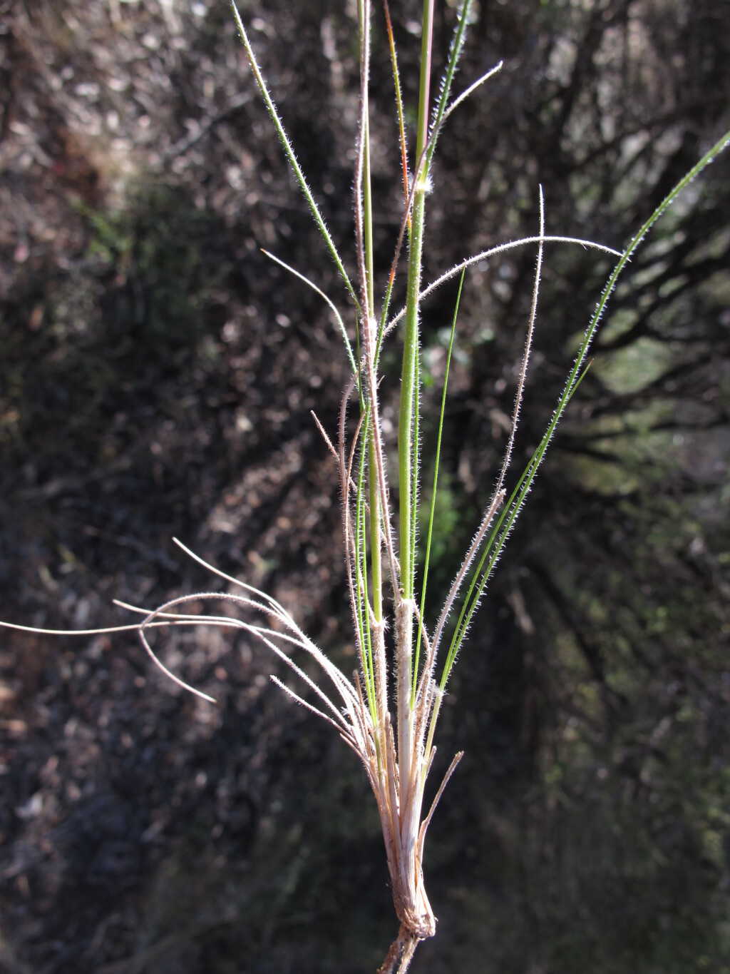 Austrostipa drummondii (hero image)