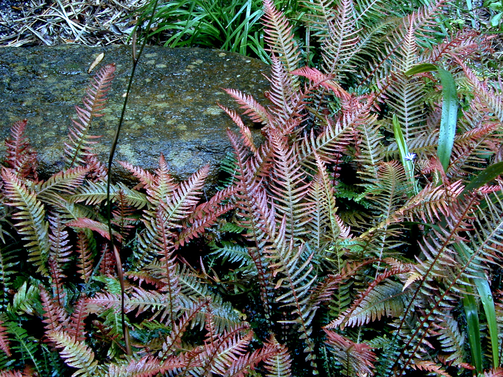 Blechnum rupestre (hero image)