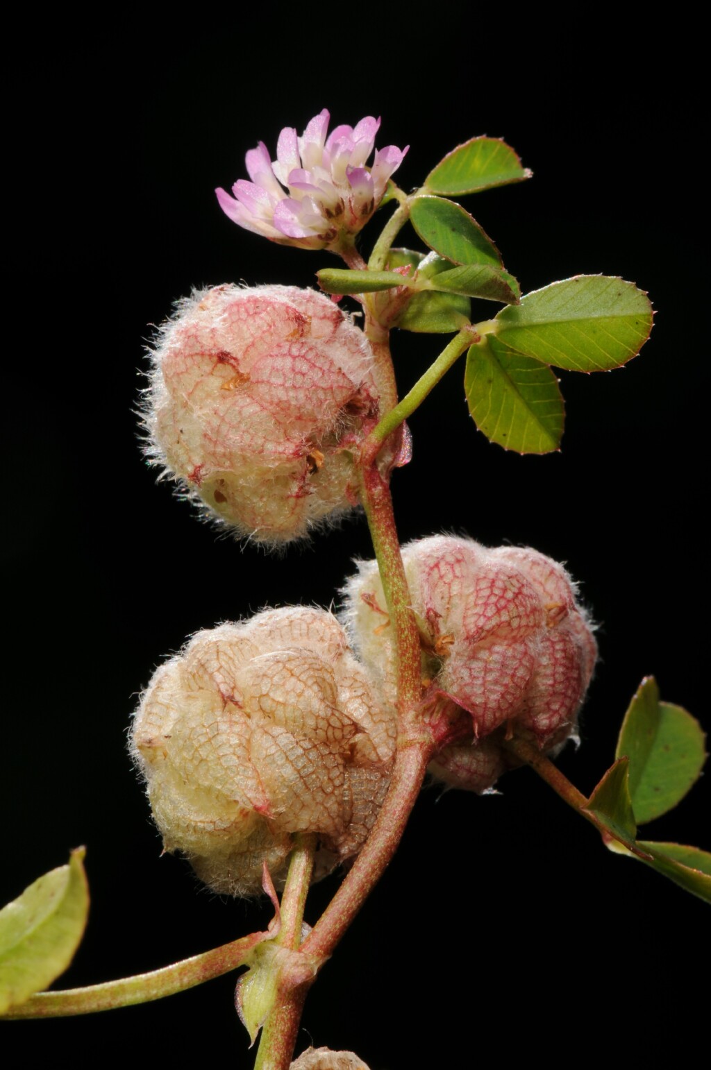 Trifolium tomentosum (hero image)