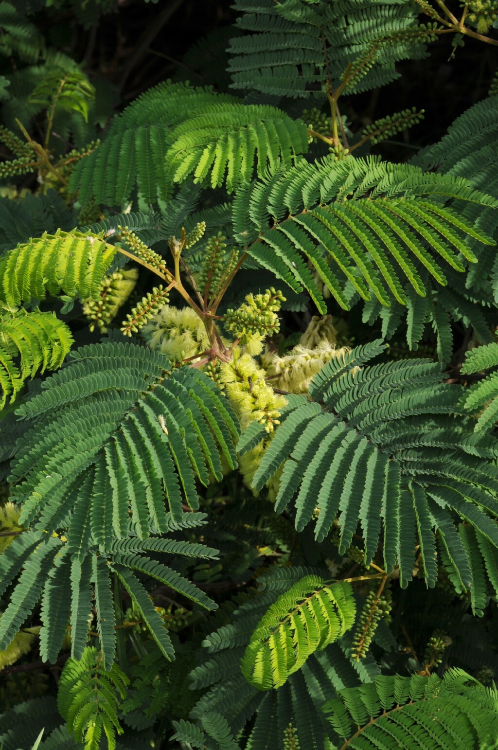 Paraserianthes lophantha (hero image)