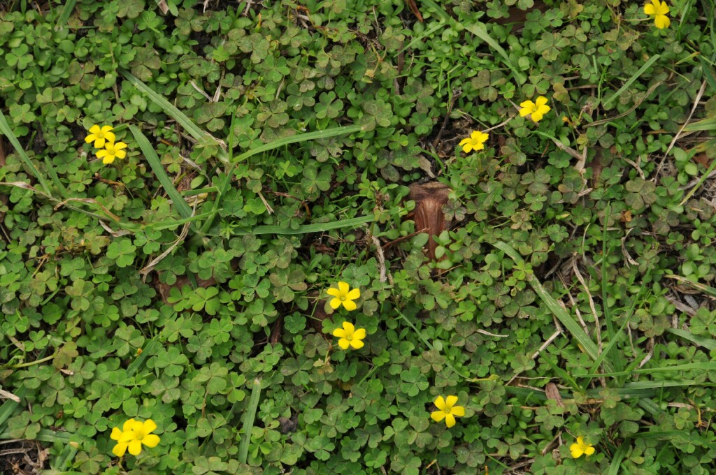 Oxalis exilis (hero image)