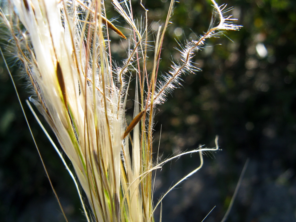 Austrostipa mollis (hero image)