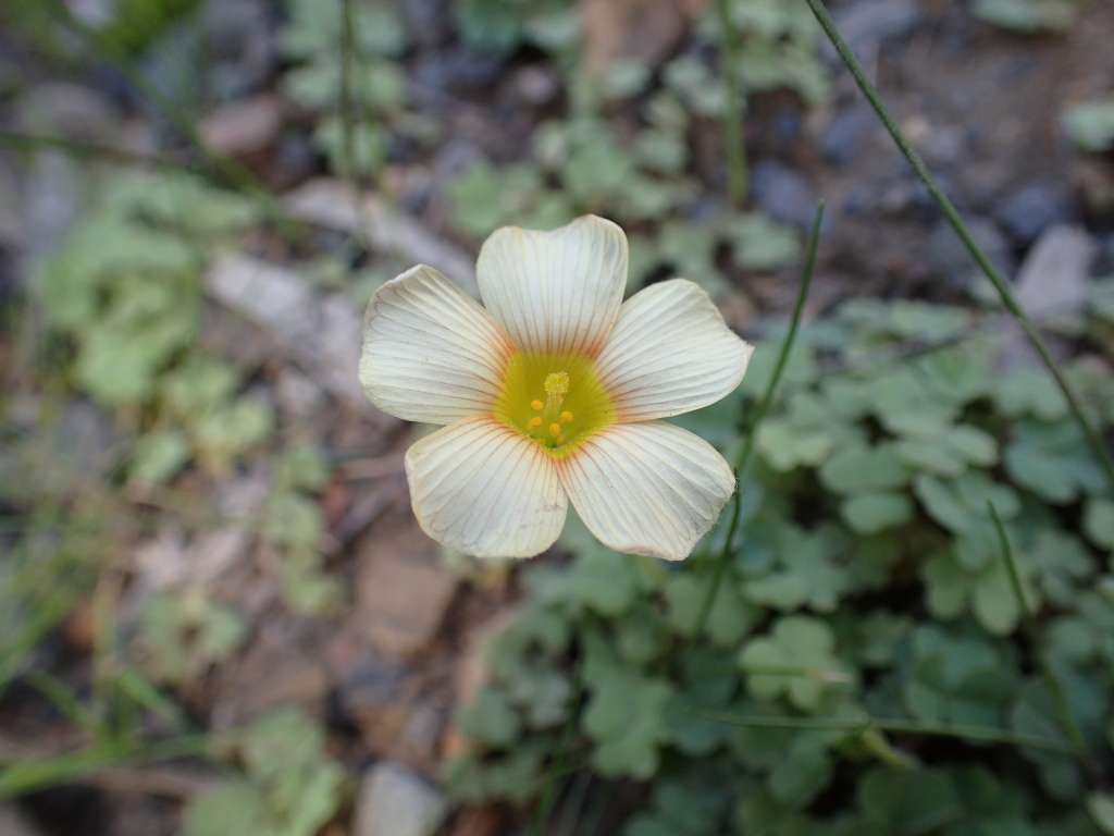 Oxalidaceae (hero image)