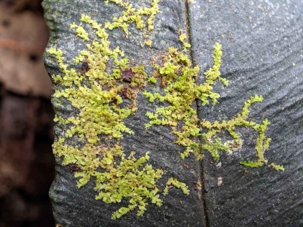 Lejeuneaceae (hero image)