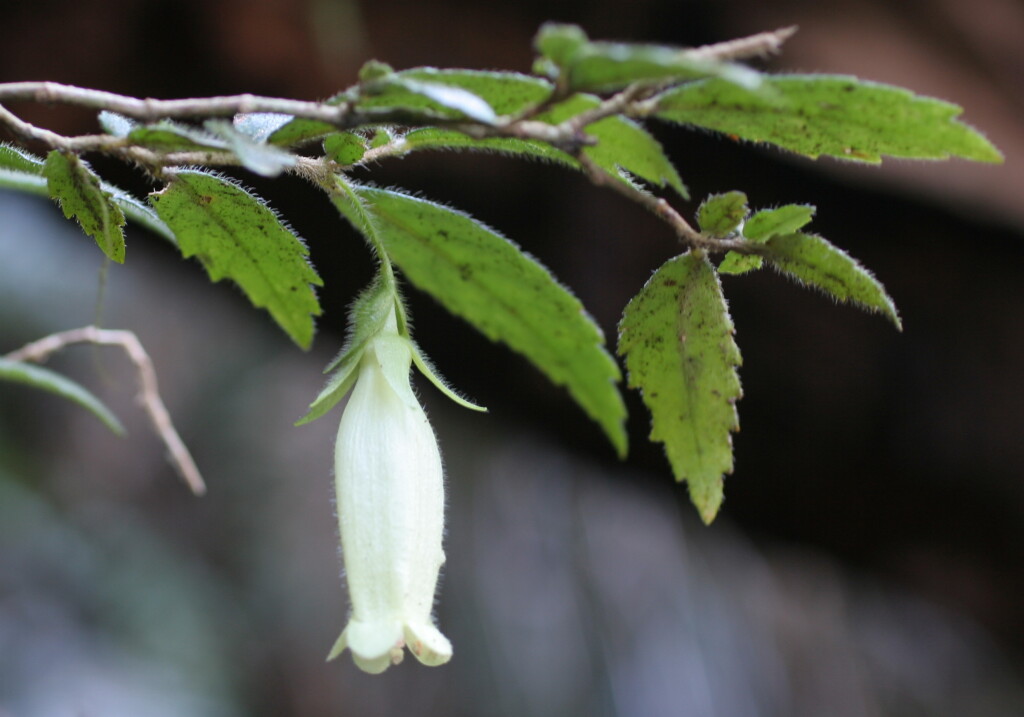 Fieldia australis (hero image)