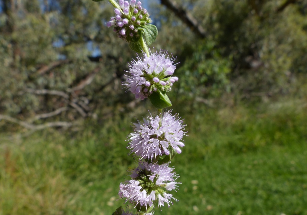 Mentha pulegium (hero image)