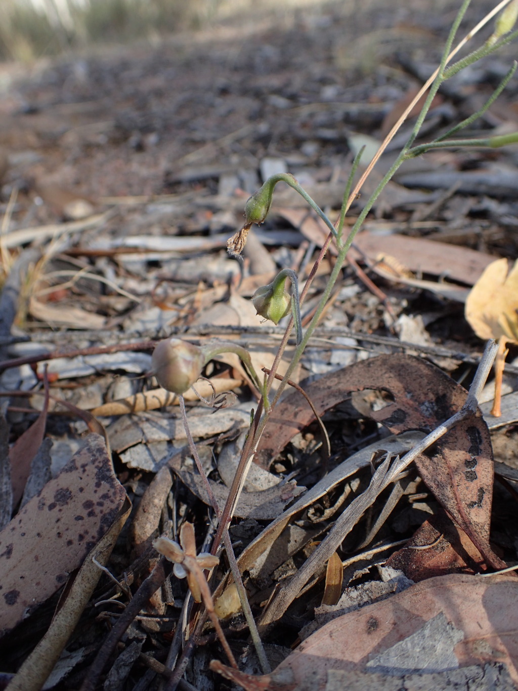 Convolvulus (hero image)