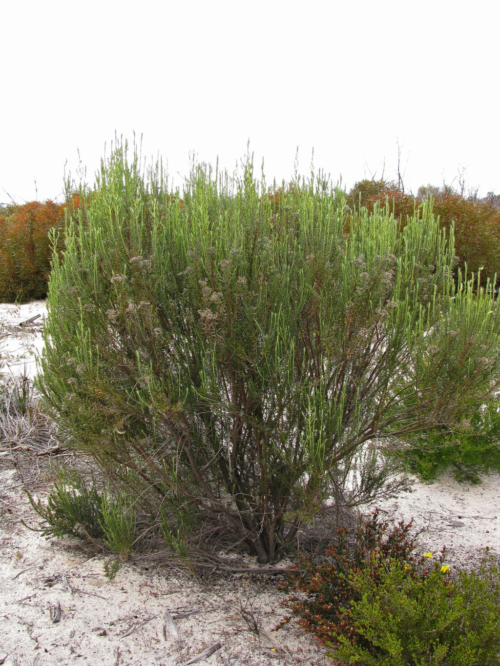 Ozothamnus retusus (hero image)