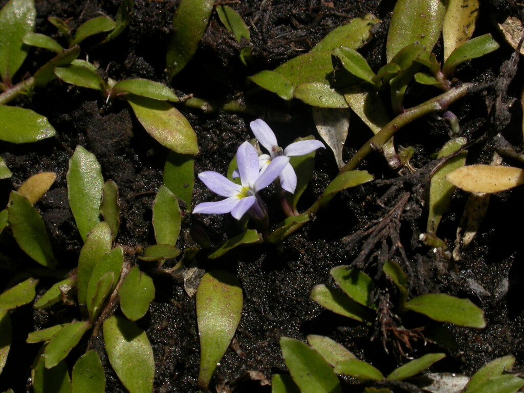 Lobelia surrepens (hero image)