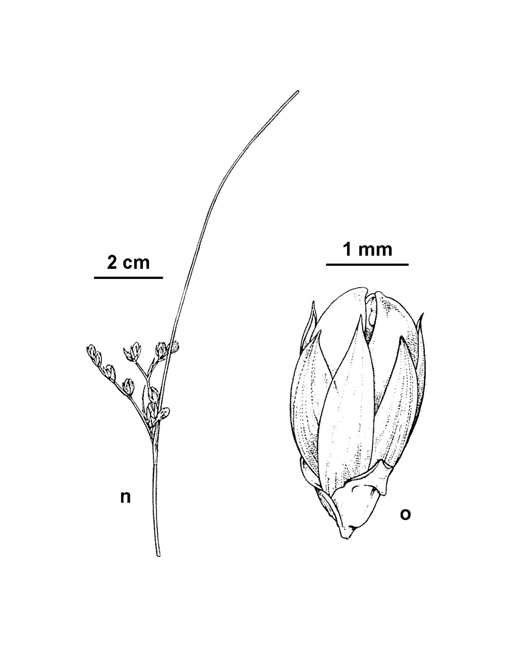 Juncus imbricatus (hero image)