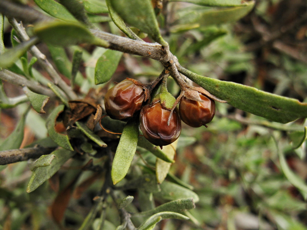 Eremophila (hero image)