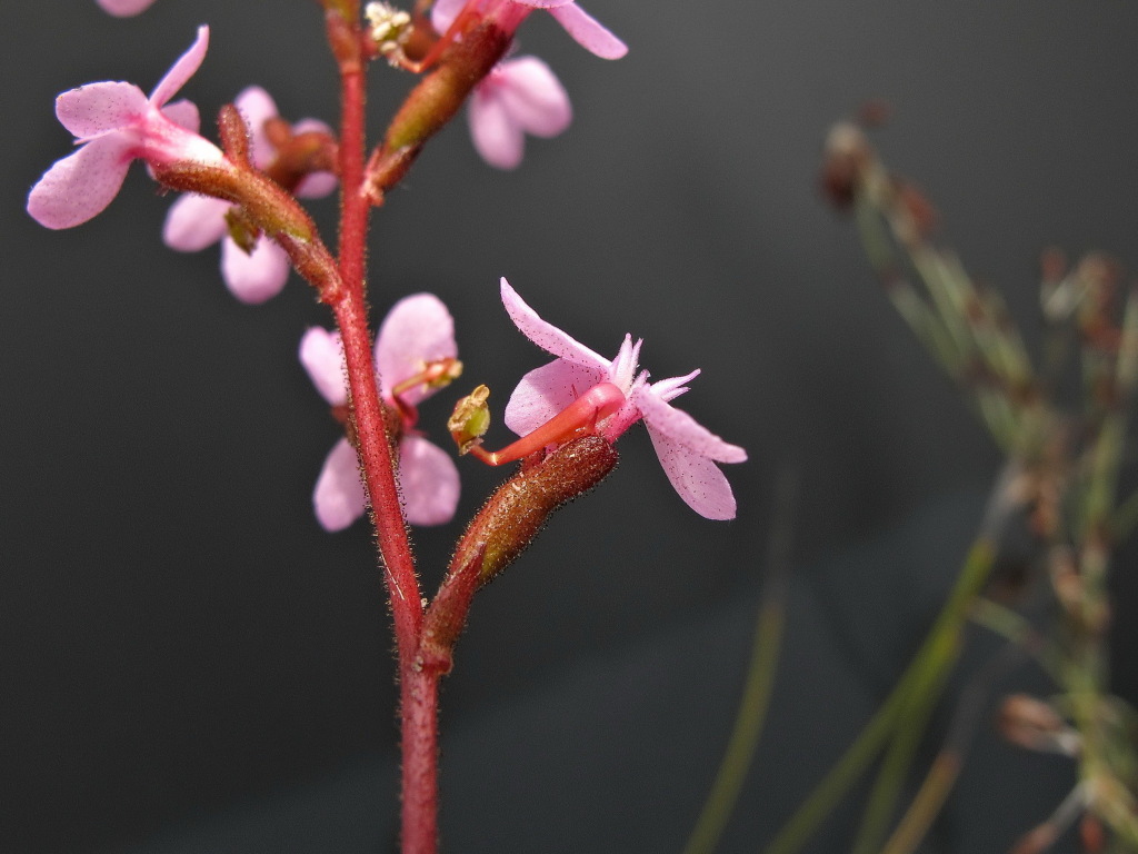 Stylidium graminifolium (hero image)
