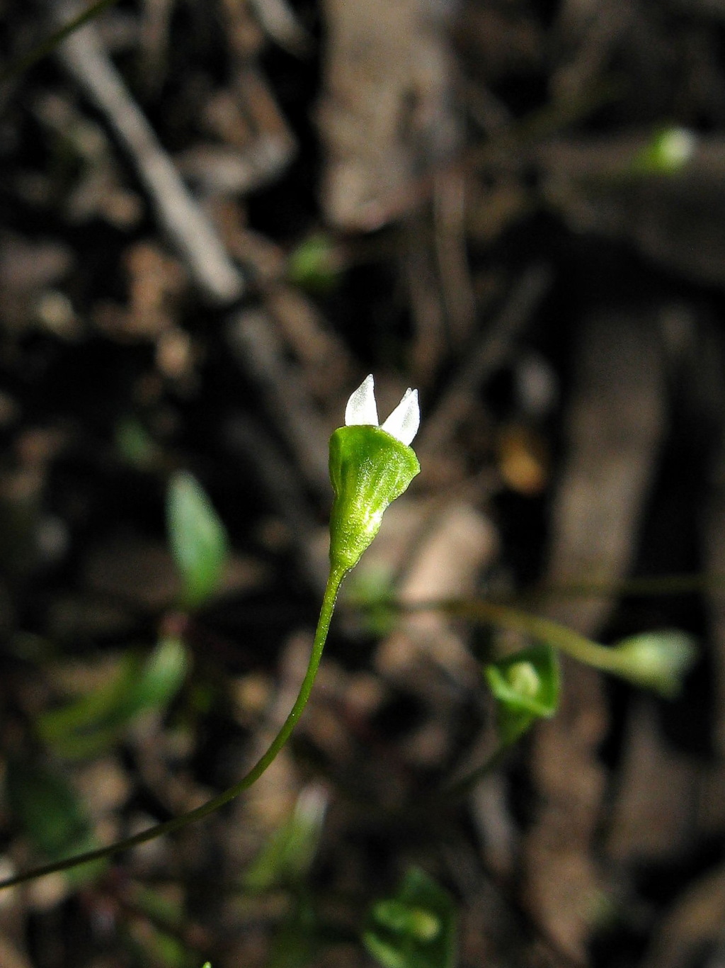 Phyllangium divergens (hero image)