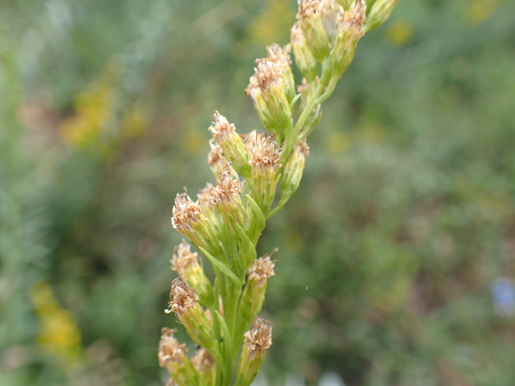 Solidago chilensis (hero image)