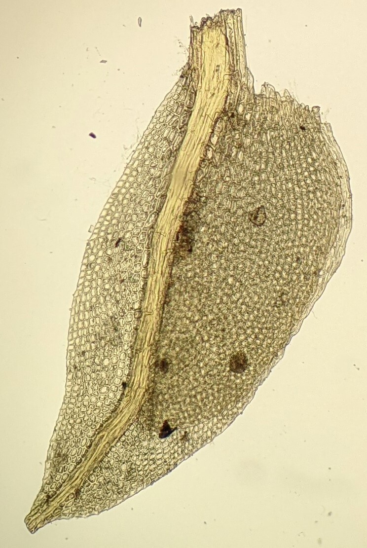 Fissidens bifrons (hero image)