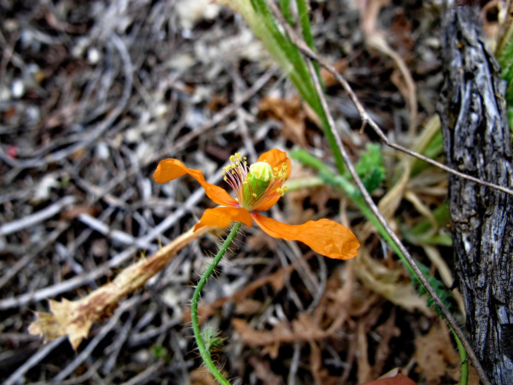 Papaver (hero image)