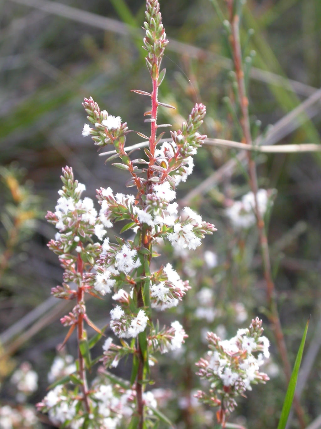 Leucopogon collinus (hero image)