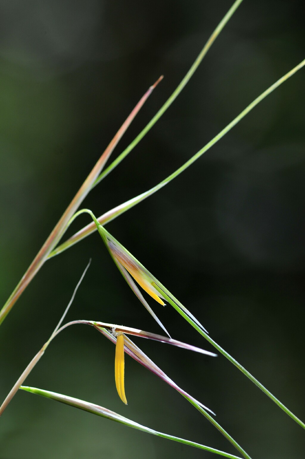 Austrostipa muelleri (hero image)