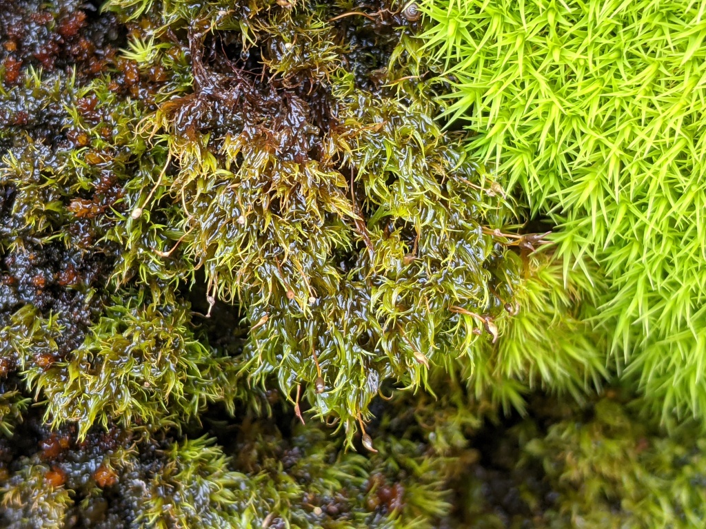 Ditrichaceae (hero image)