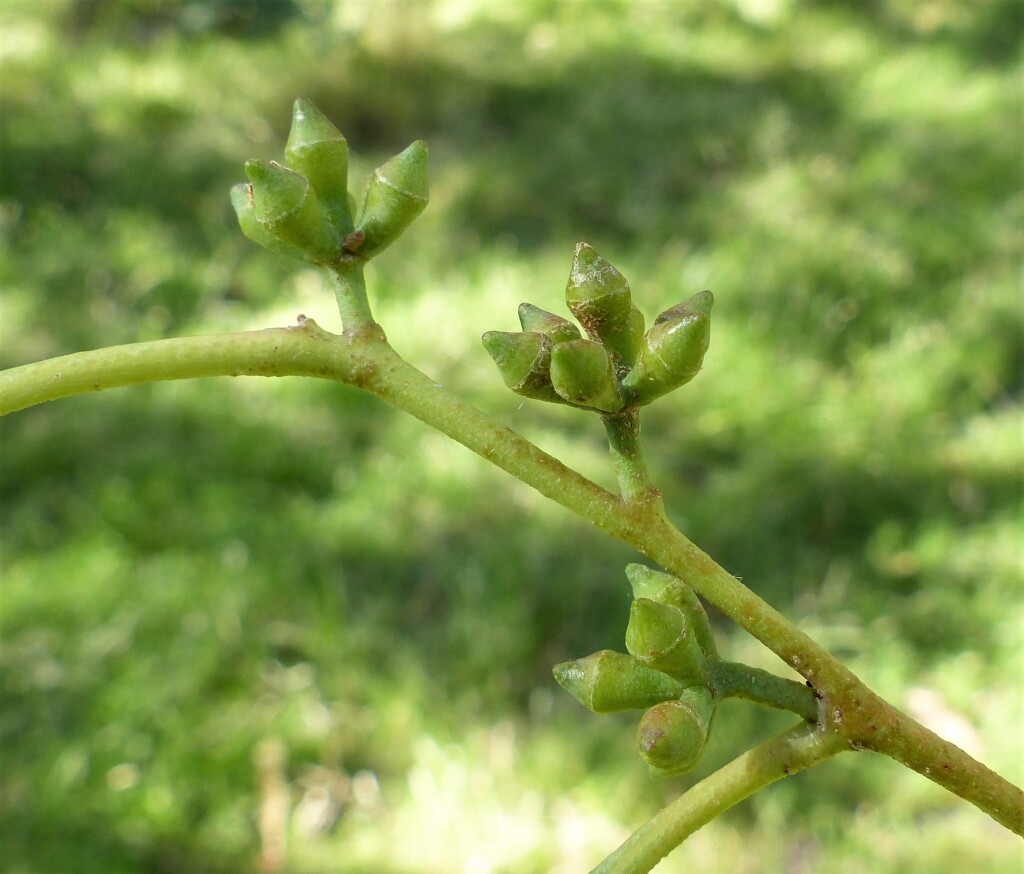 Eucalyptus cadens (hero image)