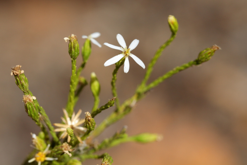 Olearia passerinoides (hero image)