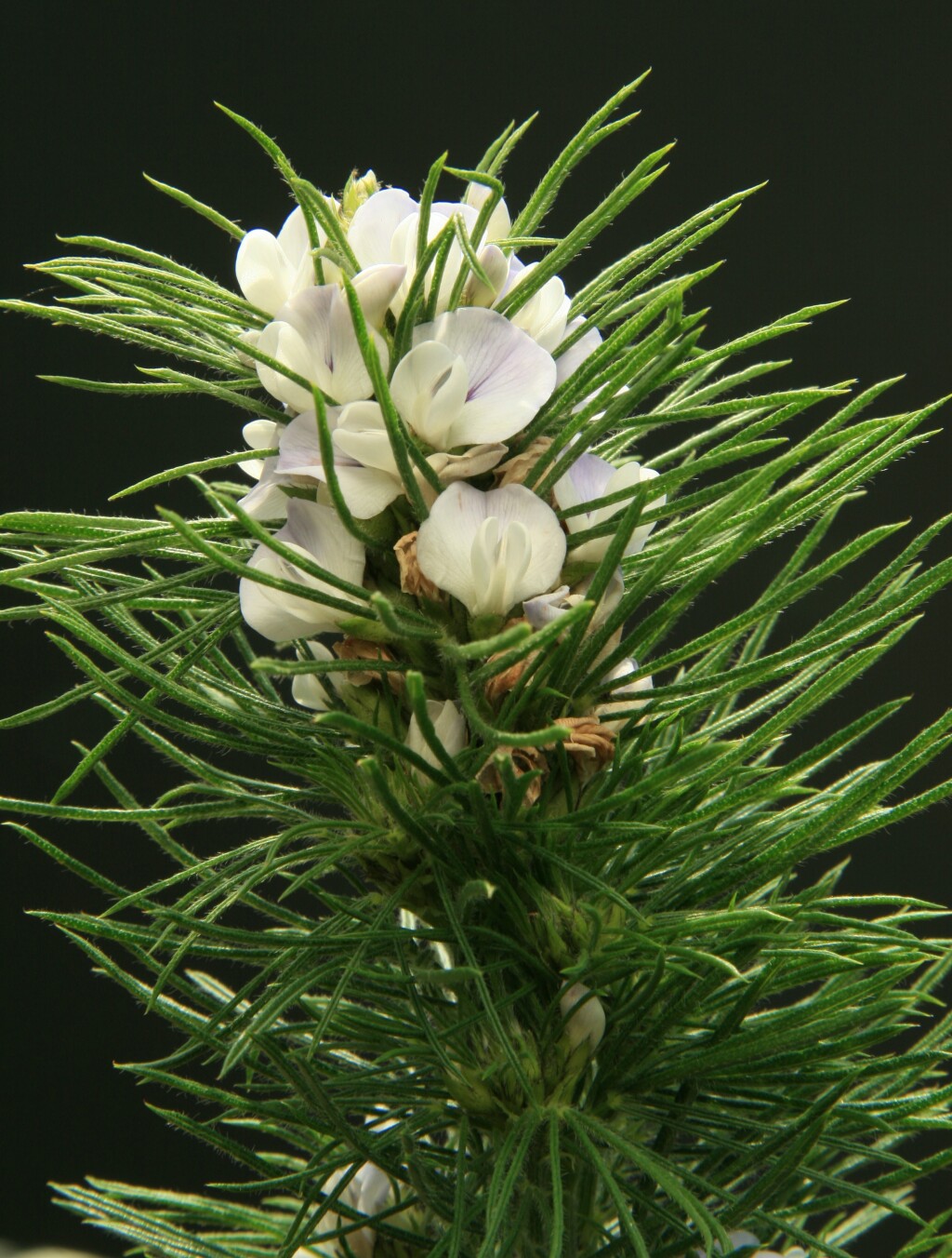 Psoralea pinnata (hero image)