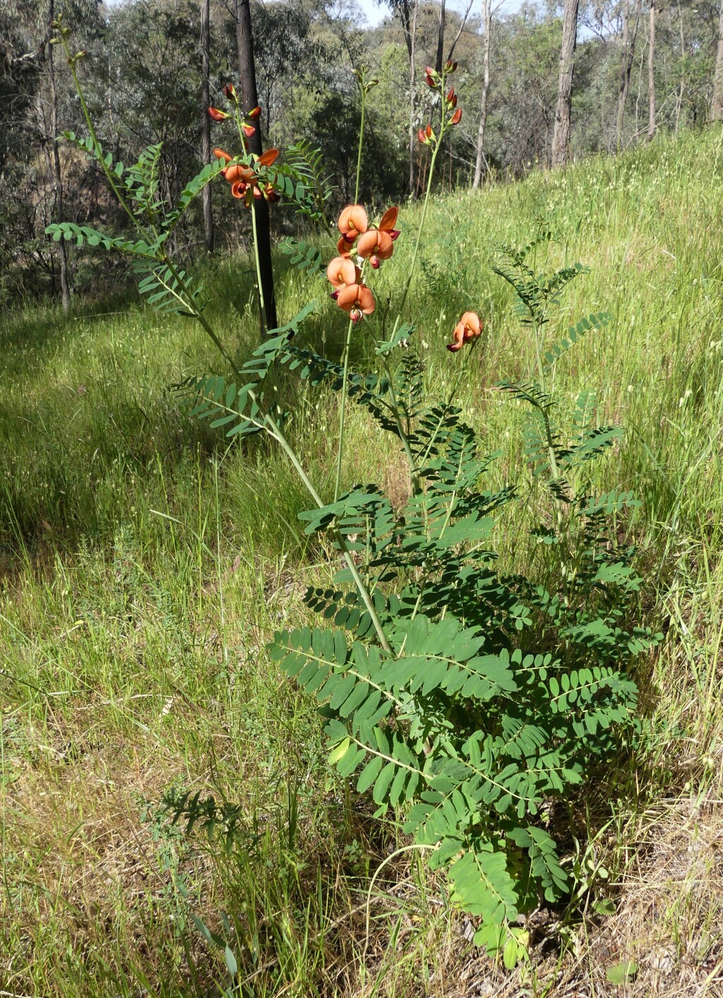 Swainsona galegifolia (hero image)