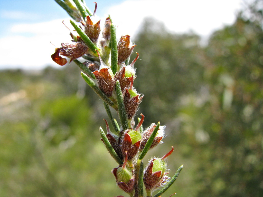 Dillwynia sericea (hero image)