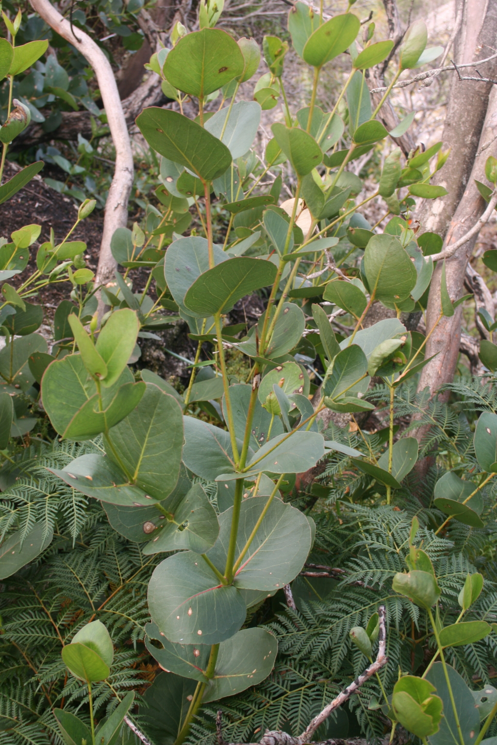 Eucalyptus kitsoniana (hero image)