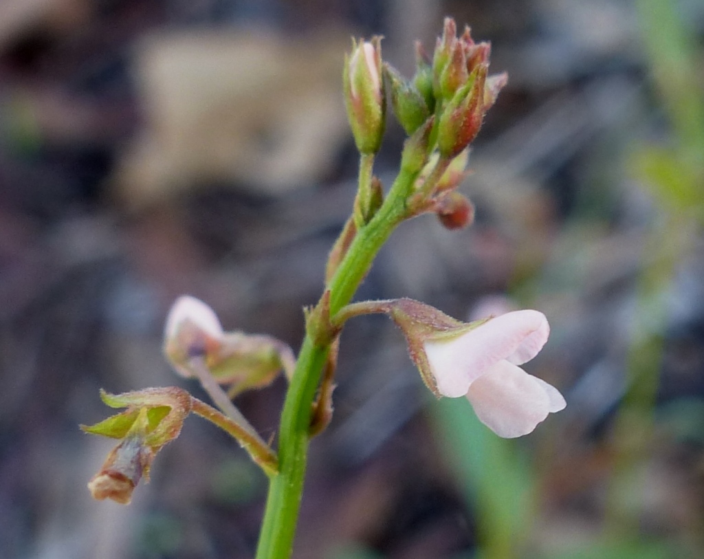 Desmodium varians (hero image)