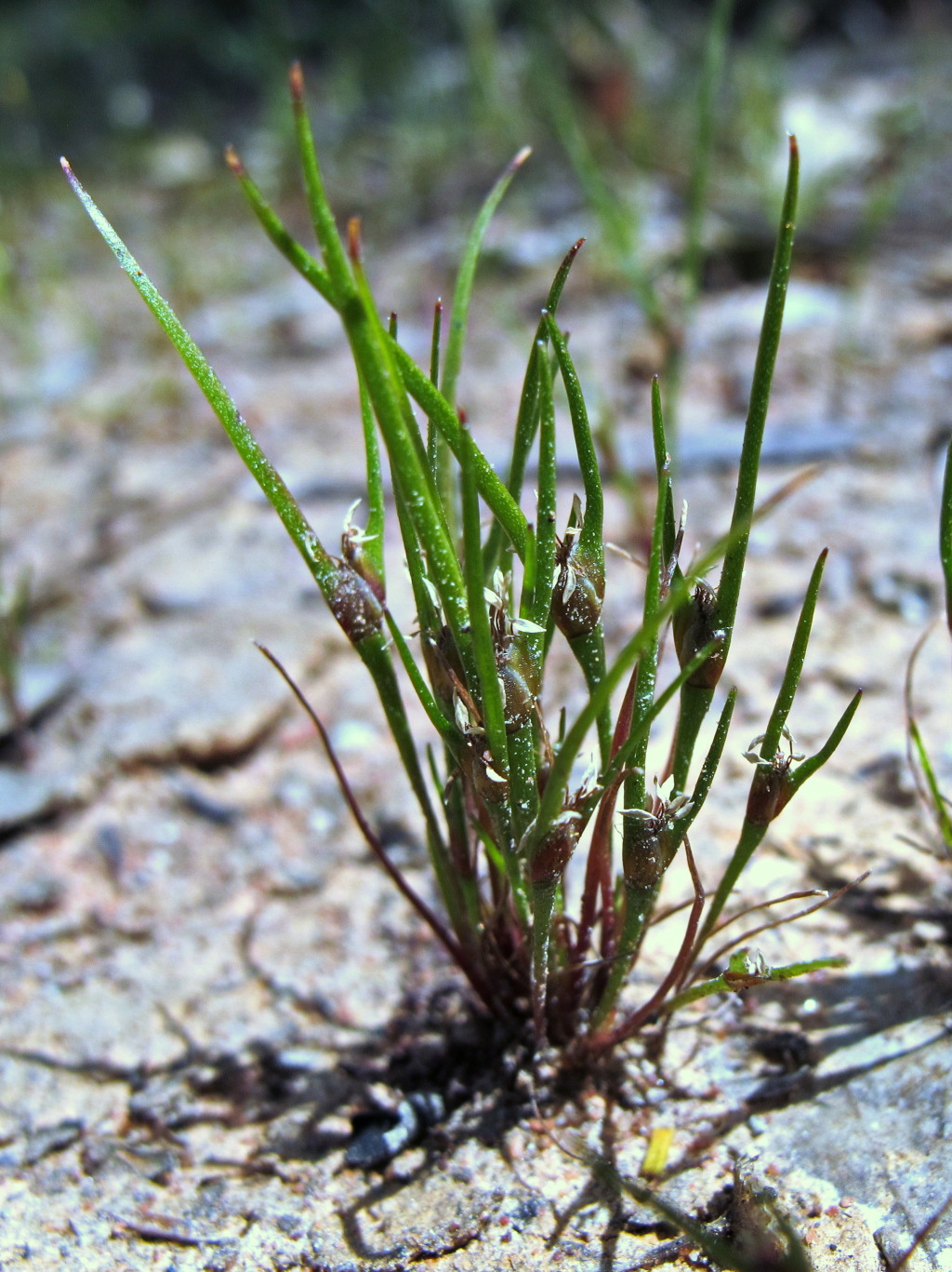 Centrolepis aristata (hero image)